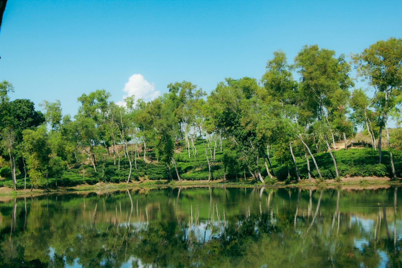 Explore the serene beauty of Madhabpur Lake with lush greenery and a clear blue sky in Sylhet, Bangladesh.