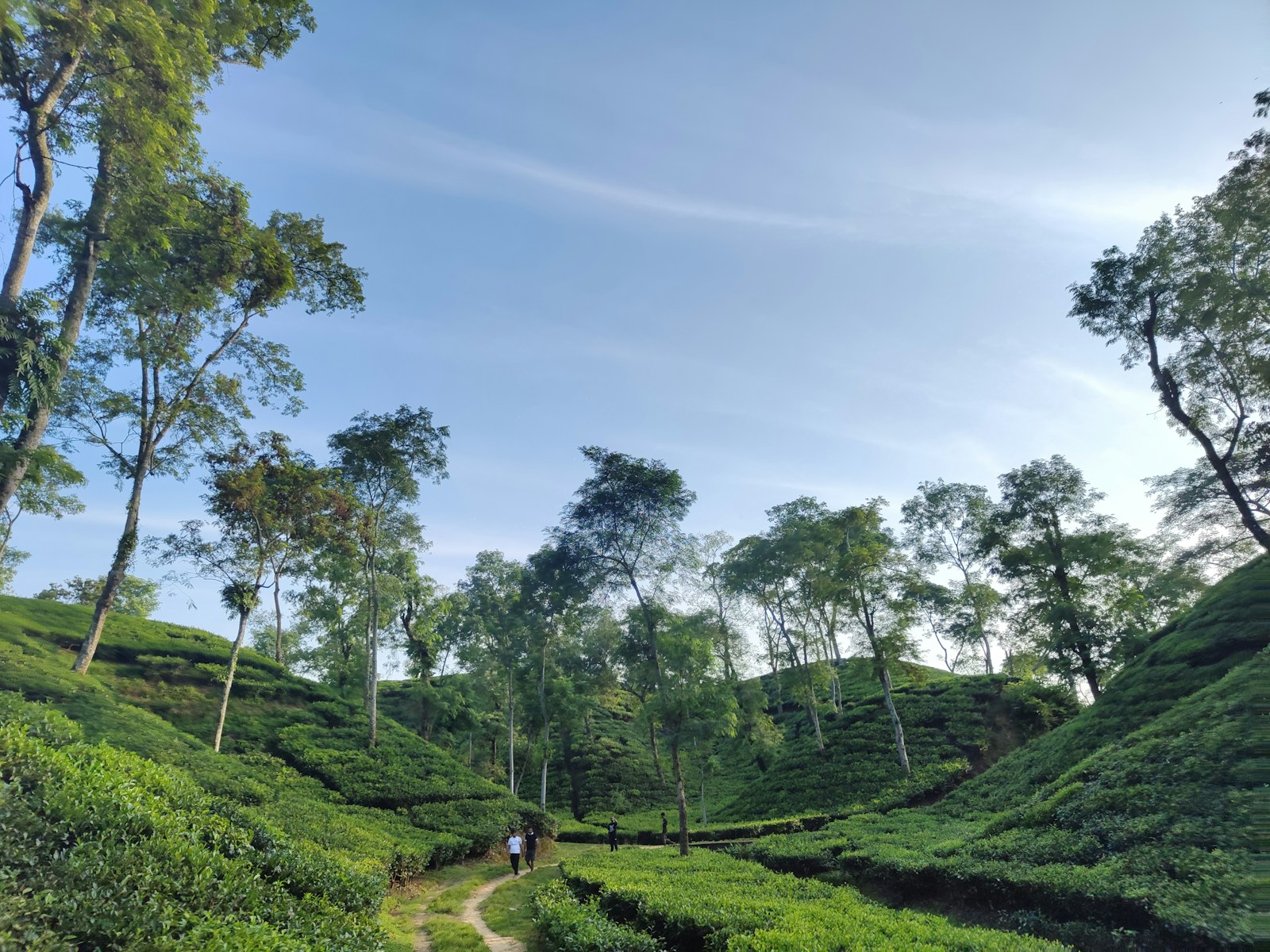 A lush green hillside covered in lots of trees